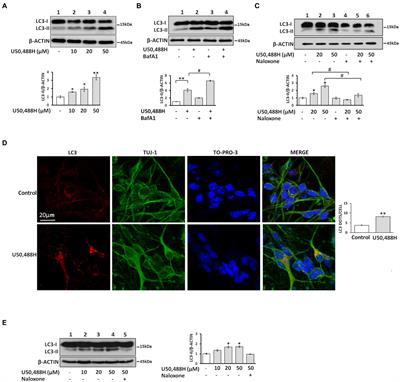 The κ-opioid receptor-induced autophagy is implicated in stress-driven synaptic alterations